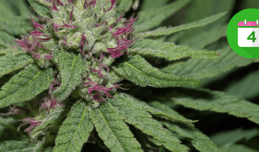 marijuana-cannabis-marketing-calendar-holidays-events