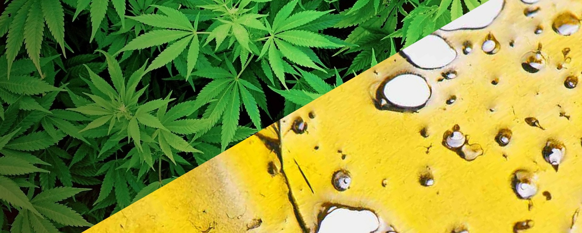 Ask a Cannababe: Flower vs Concentrates - HeyHelloHigh