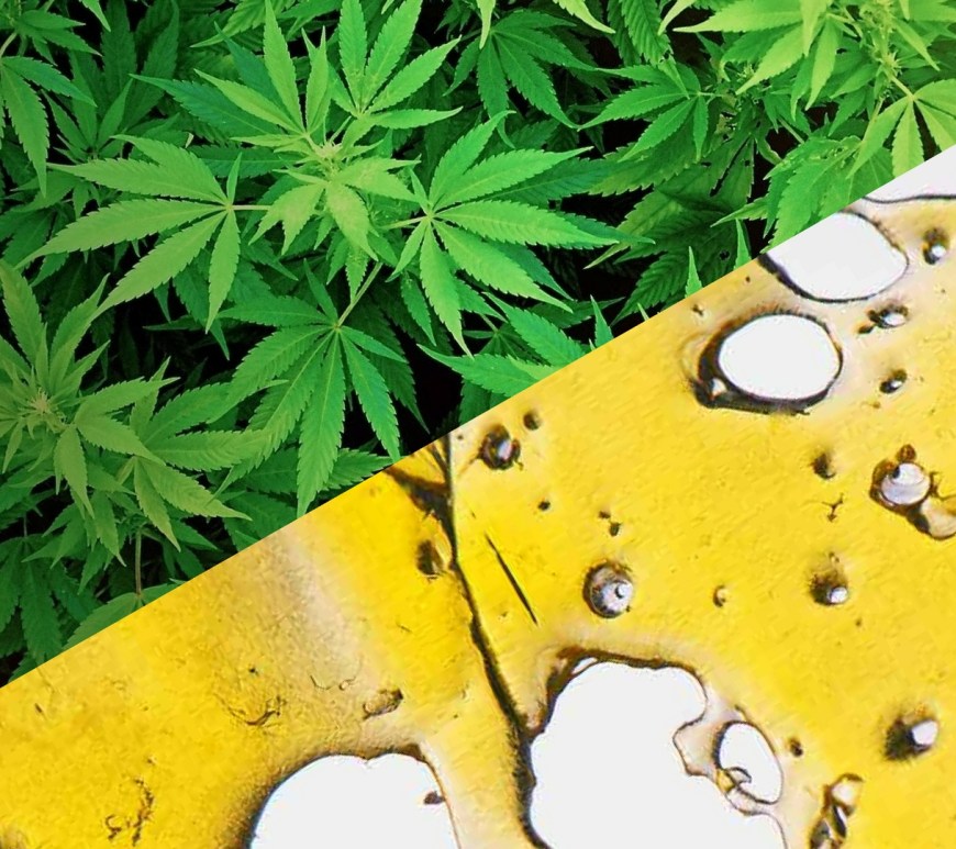 Ask a Cannababe: Flower vs Concentrates - HeyHelloHigh