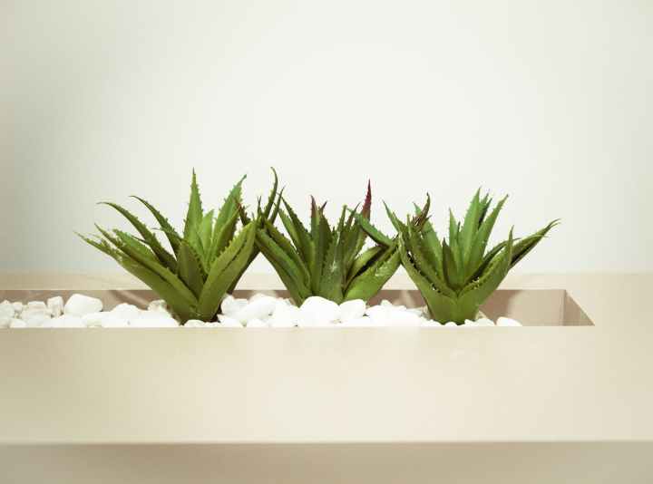 three green aloe vera plants