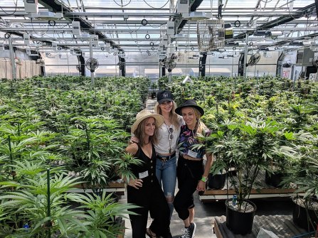 800px-My_420_Tours_Cannabis_Greenhouse_heyhellohigh