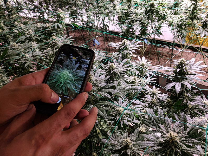 Weed-Chat-With-Danny-Schaefer-My-420-Tours-CEO-HeyHelloHigh