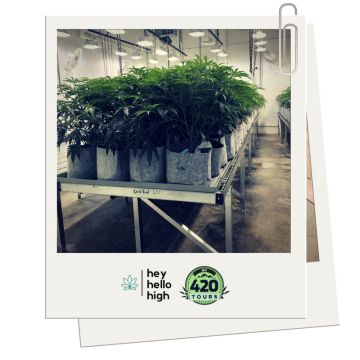 my420tours_grow_tour_review