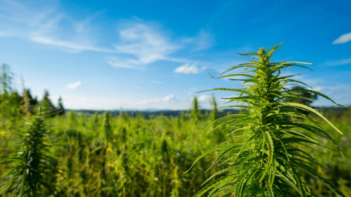 like, whatever (2).png